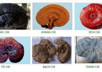 Các loại nấm linh chi và tác dụng của mỗi loại